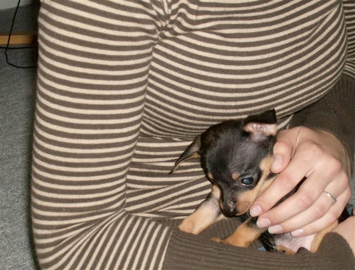 Prazsky krysarik Mick billede 5