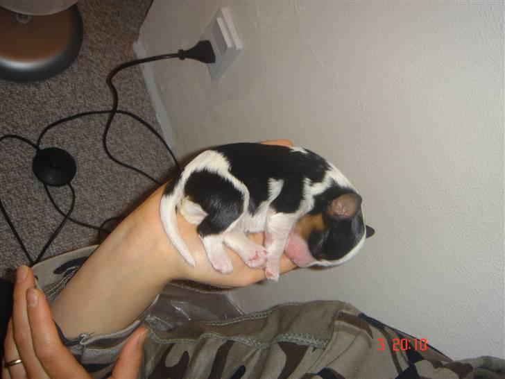 Cavalier king charles spaniel ladi - er det iorden jeg sover videre  billede 10