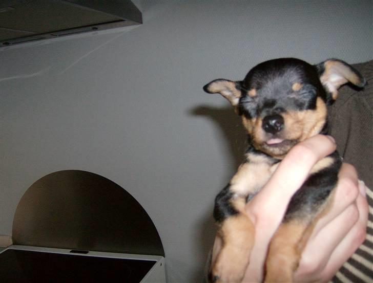 Prazsky krysarik Mick billede 6