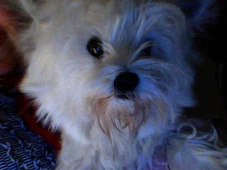 West highland white terrier Laks SOLGT - tjaah- det ser da sjovt ud ikk ;) hih billede 6