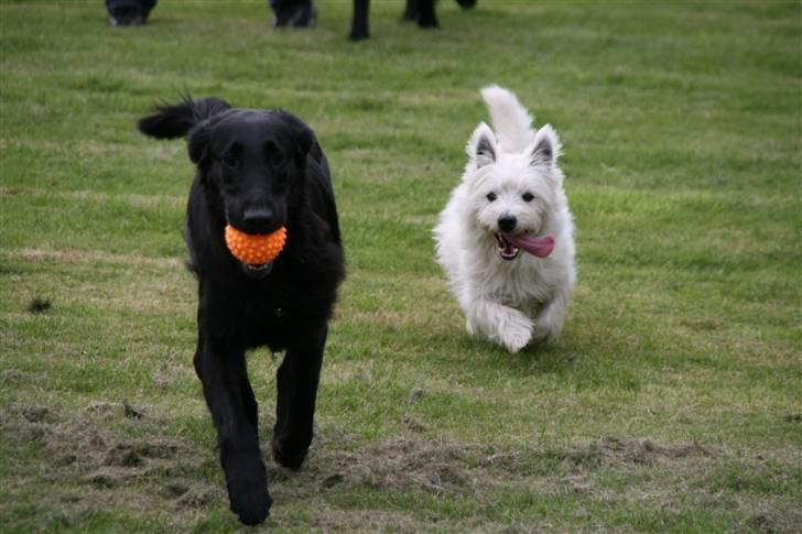 West highland white terrier Laks SOLGT - tjaah- det ser da sjovt ud ikk ;) hih billede 7
