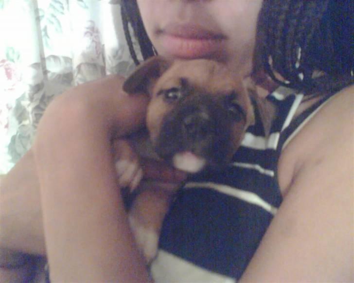 Amerikansk staffordshire terrier Coco billede 10