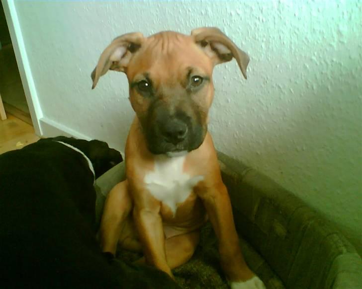 Amerikansk staffordshire terrier Coco billede 11