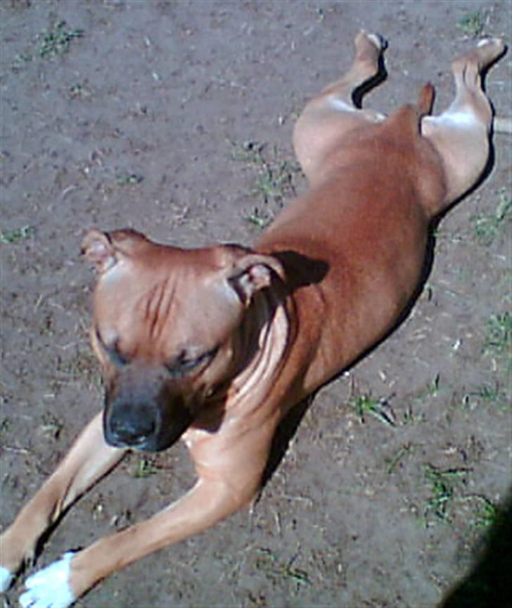 Amerikansk staffordshire terrier Coco billede 12