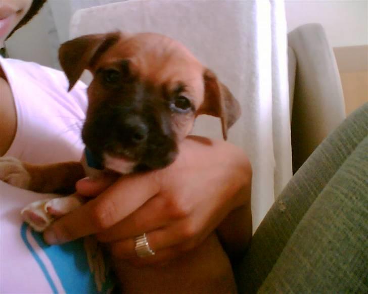 Amerikansk staffordshire terrier Coco - 7 uger billede 13