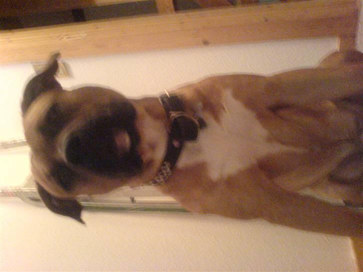 Amerikansk staffordshire terrier Coco billede 14