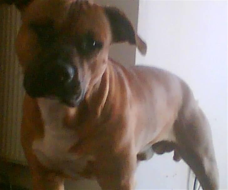 Amerikansk staffordshire terrier Coco billede 15