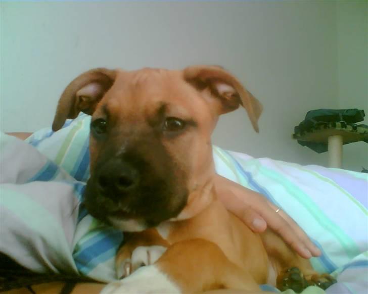 Amerikansk staffordshire terrier Coco - 13 uger billede 16