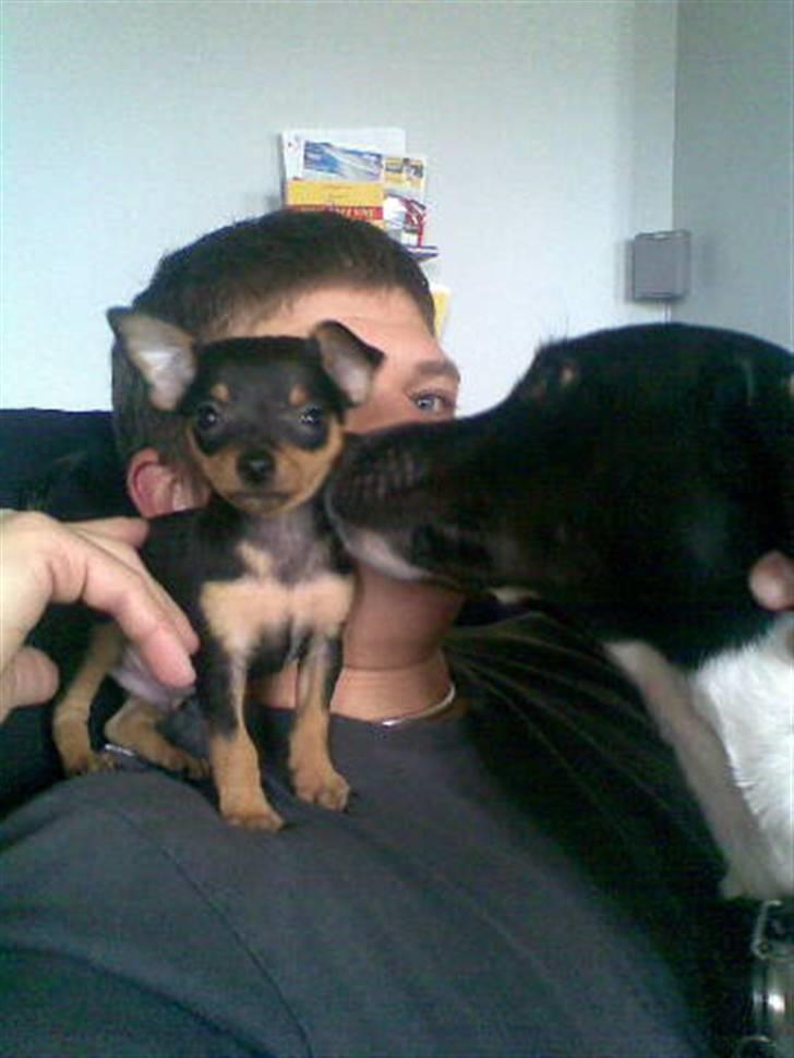 Prazsky krysarik Mick billede 7