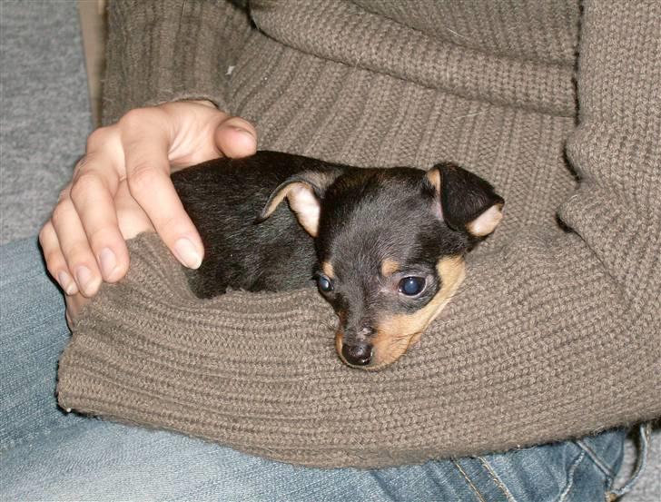 Prazsky krysarik Mick billede 8