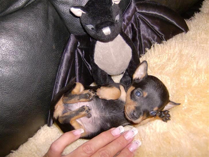 Prazsky krysarik Mick billede 9