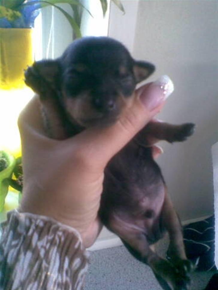 Prazsky krysarik Mick billede 10