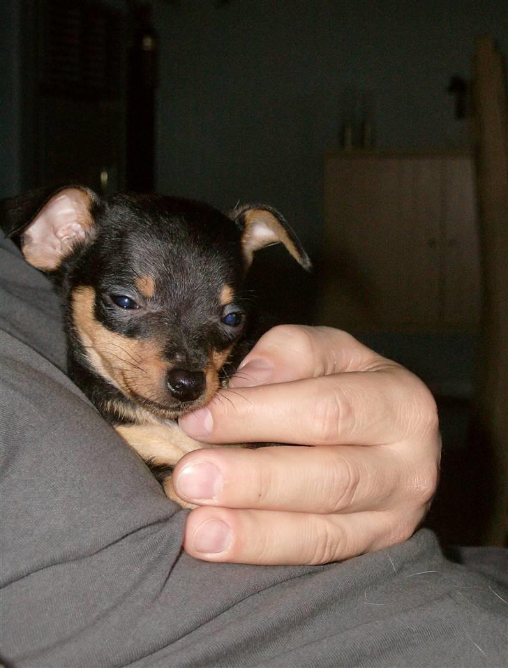 Prazsky krysarik Mick billede 11