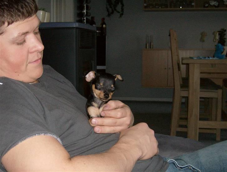 Prazsky krysarik Mick billede 12