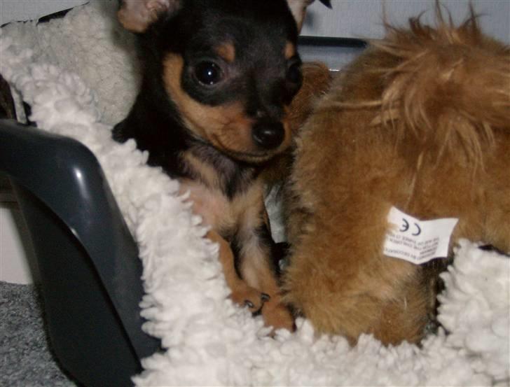 Prazsky krysarik Mick billede 13