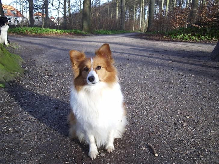 Blanding af racer Lady billede 13