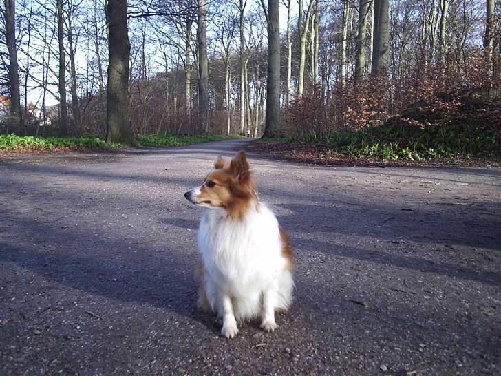 Blanding af racer Lady billede 14