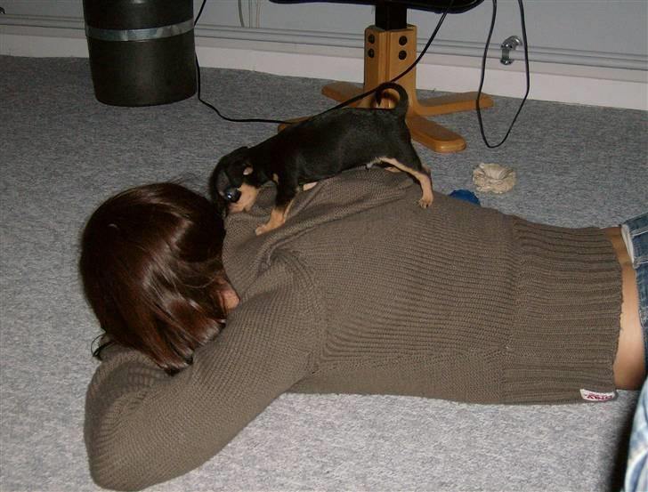 Prazsky krysarik Mick billede 14