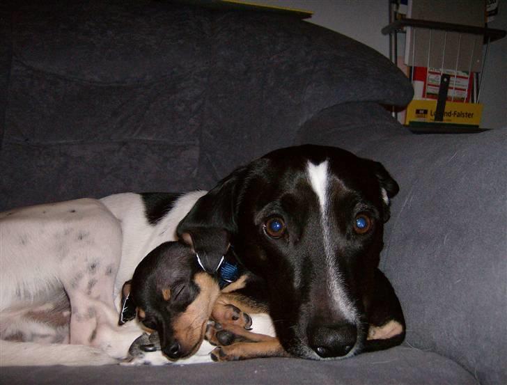 Prazsky krysarik Mick billede 15