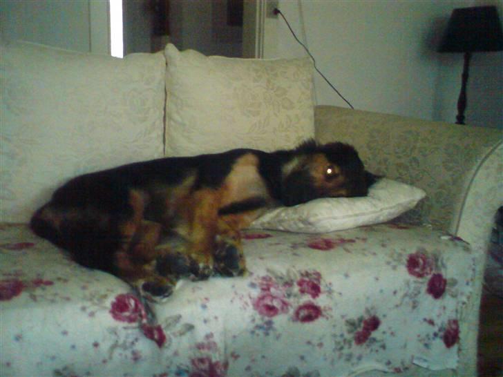 Blanding af racer Malou billede 2