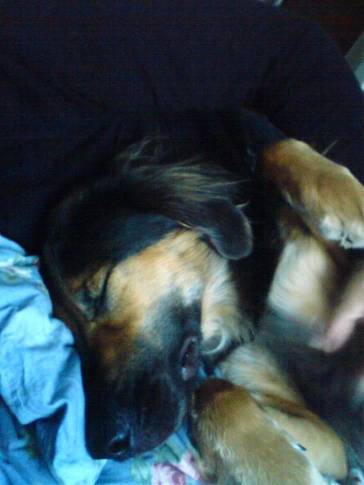 Blanding af racer Malou billede 3