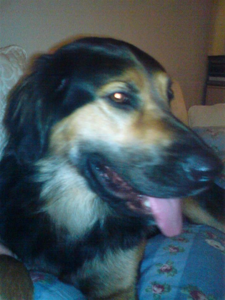 Blanding af racer Malou billede 4