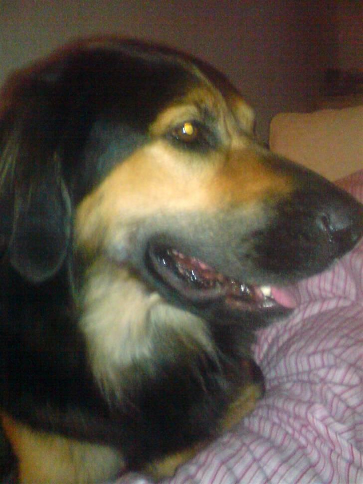 Blanding af racer Malou billede 5