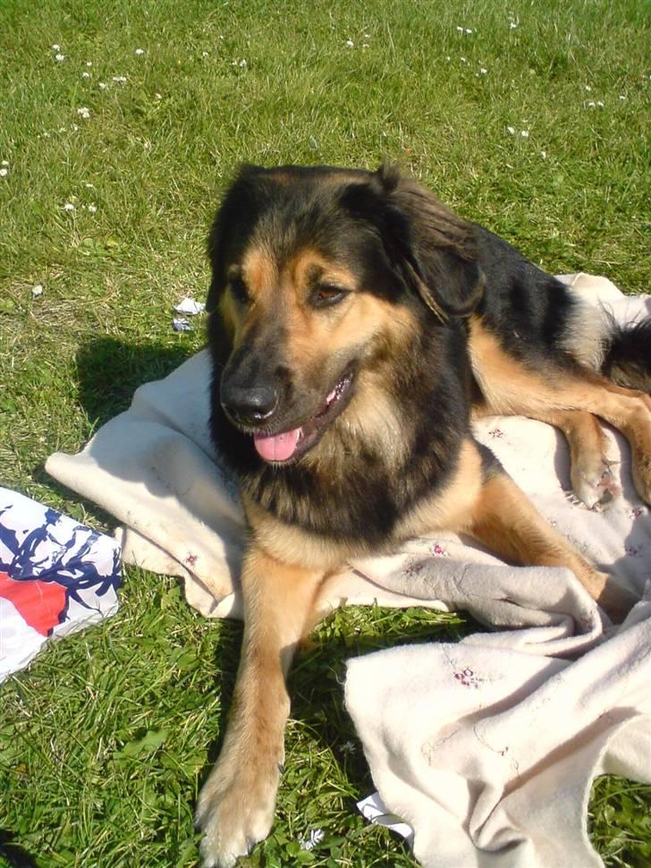 Blanding af racer Malou billede 8