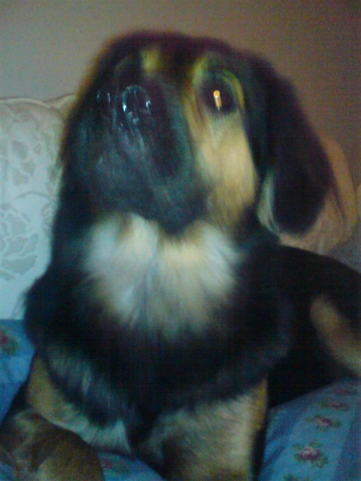 Blanding af racer Malou billede 9