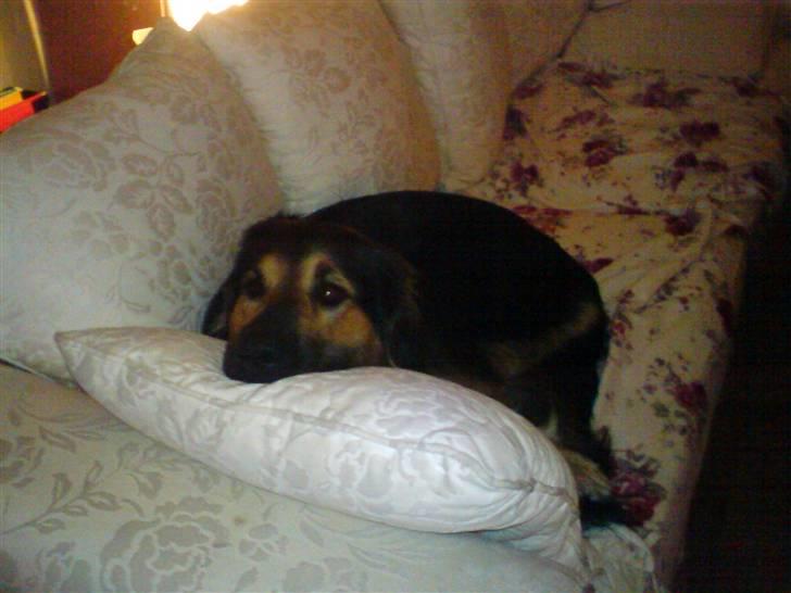 Blanding af racer Malou billede 10