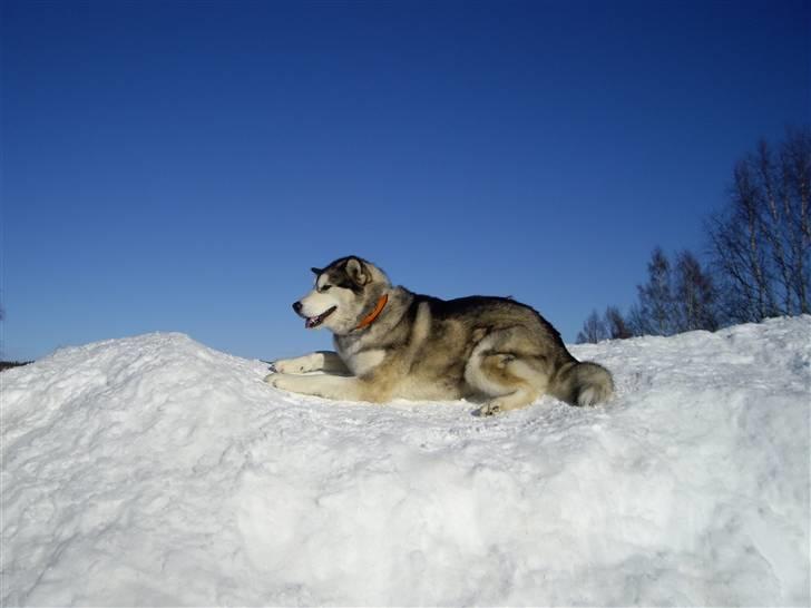 Alaskan malamute Lady  billede 18