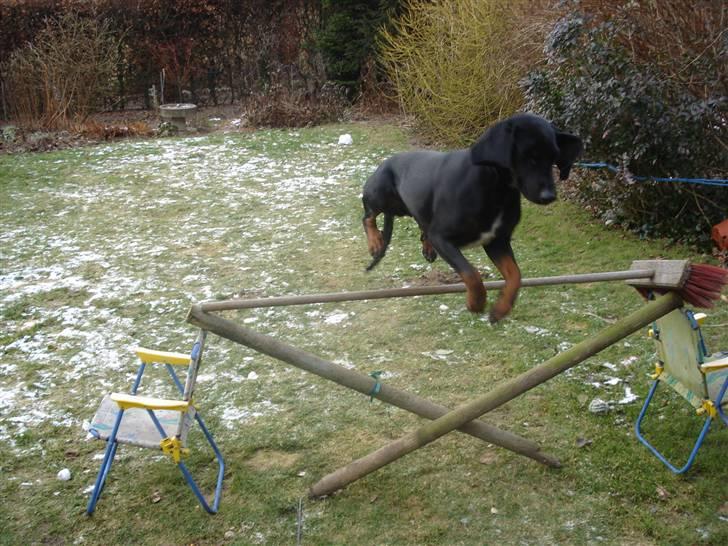 Bayersk vildtsporhund Maja billede 13