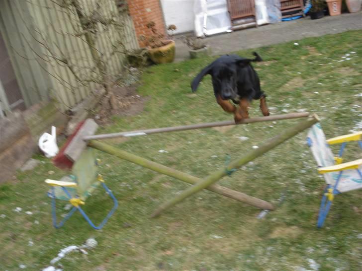 Bayersk vildtsporhund Maja billede 14