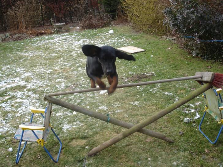 Bayersk vildtsporhund Maja billede 15