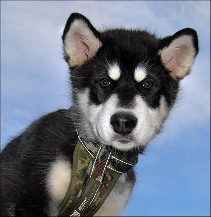 Alaskan malamute Zoro (Himmelhund) billede 1