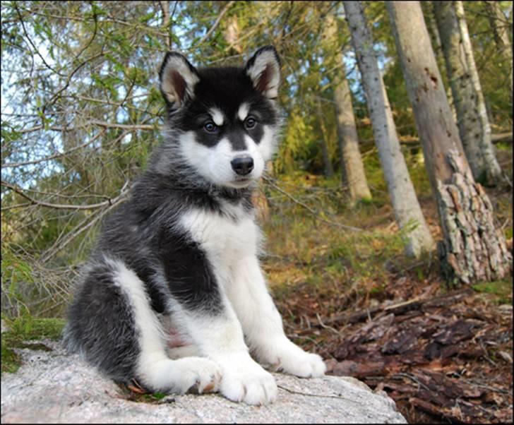 Alaskan malamute Zoro (Himmelhund) billede 2