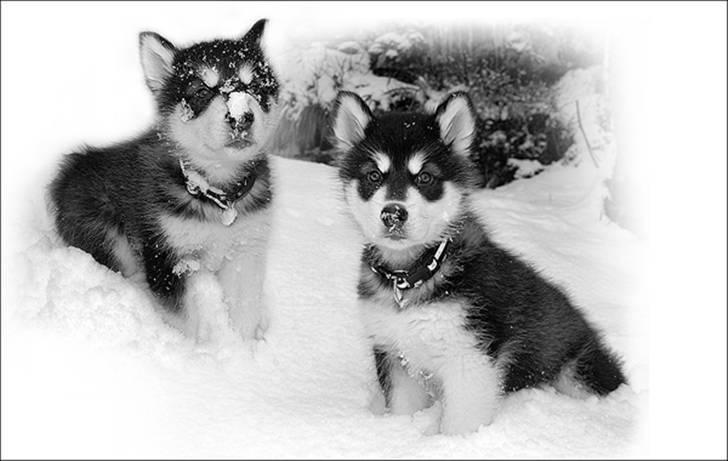 Alaskan malamute Zoro (Himmelhund) billede 3