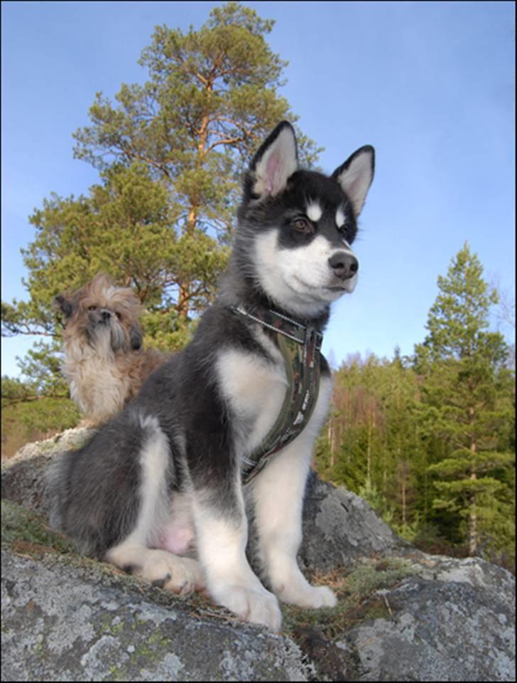 Alaskan malamute Zoro (Himmelhund) billede 4