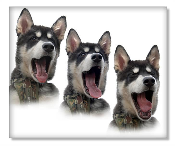 Alaskan malamute Zoro (Himmelhund) billede 5