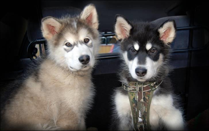 Alaskan malamute Zoro (Himmelhund) billede 6