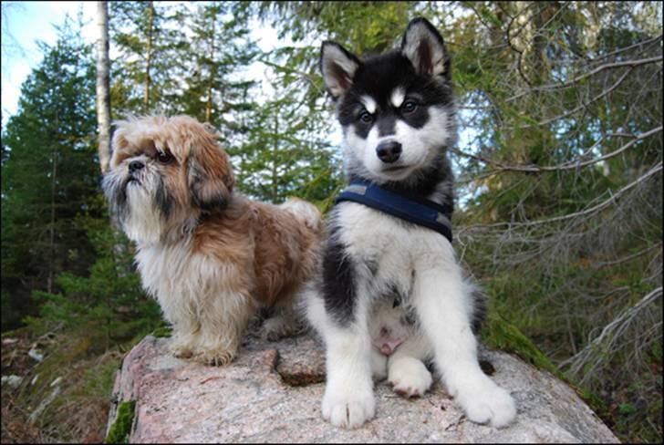 Alaskan malamute Zoro (Himmelhund) billede 7