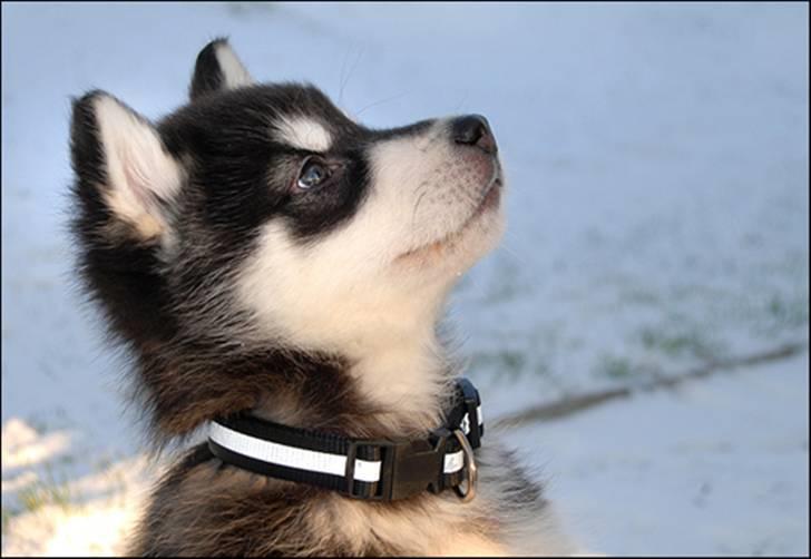 Alaskan malamute Zoro (Himmelhund) billede 8