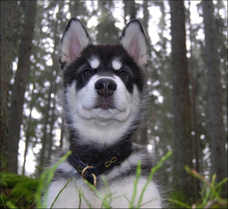 Alaskan malamute Zoro (Himmelhund) billede 9