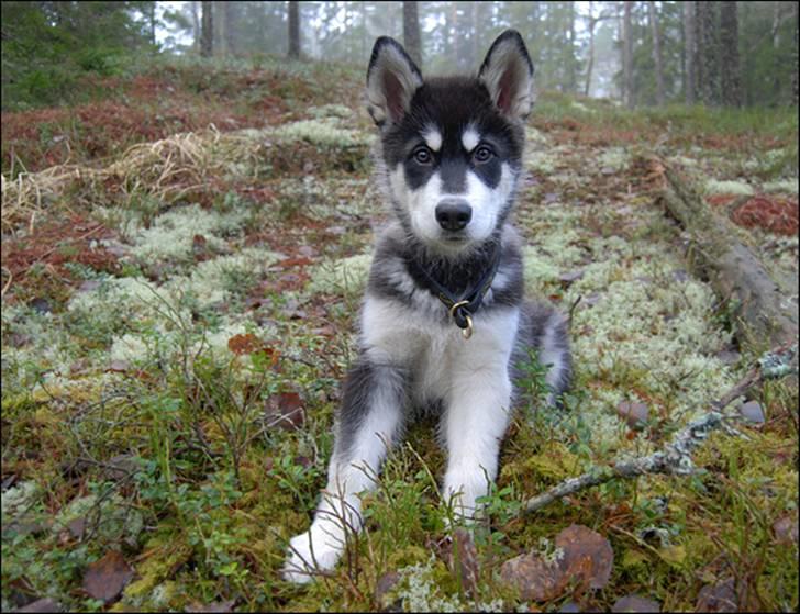 Alaskan malamute Zoro (Himmelhund) billede 10