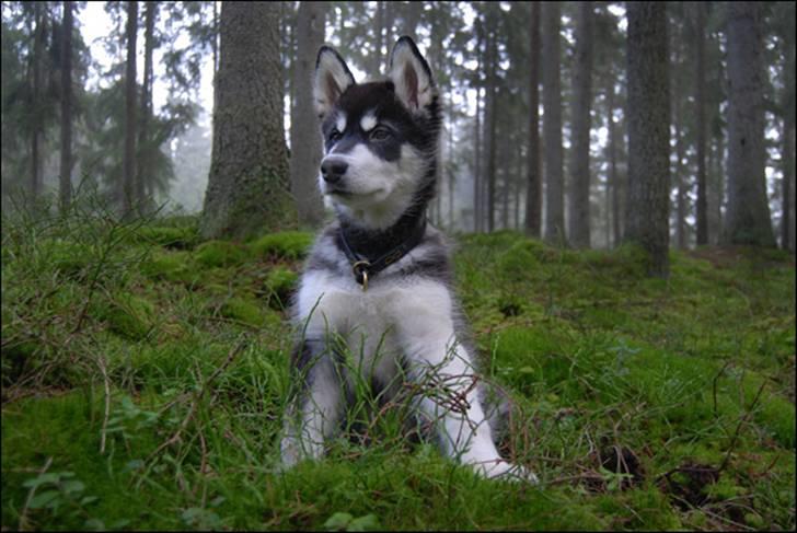 Alaskan malamute Zoro (Himmelhund) billede 11
