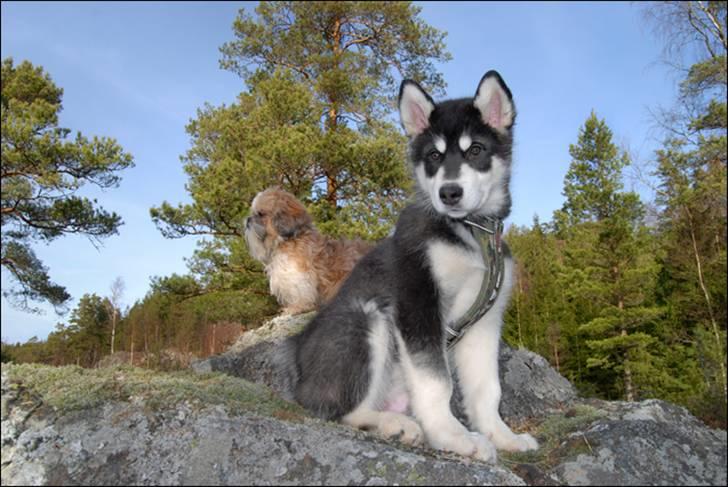Alaskan malamute Zoro (Himmelhund) billede 12