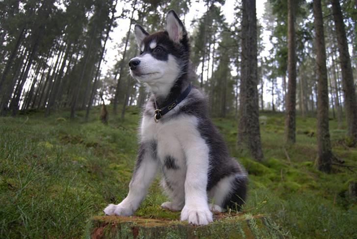Alaskan malamute Zoro (Himmelhund) billede 13