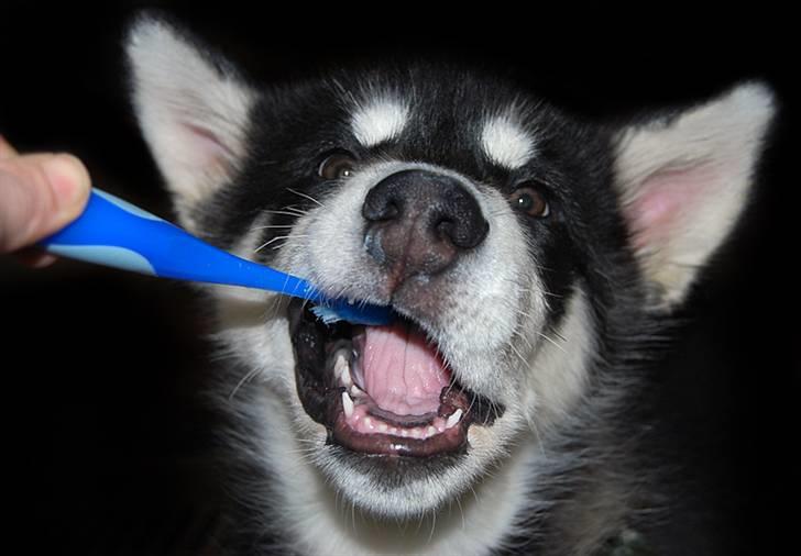 Alaskan malamute Zoro (Himmelhund) billede 14