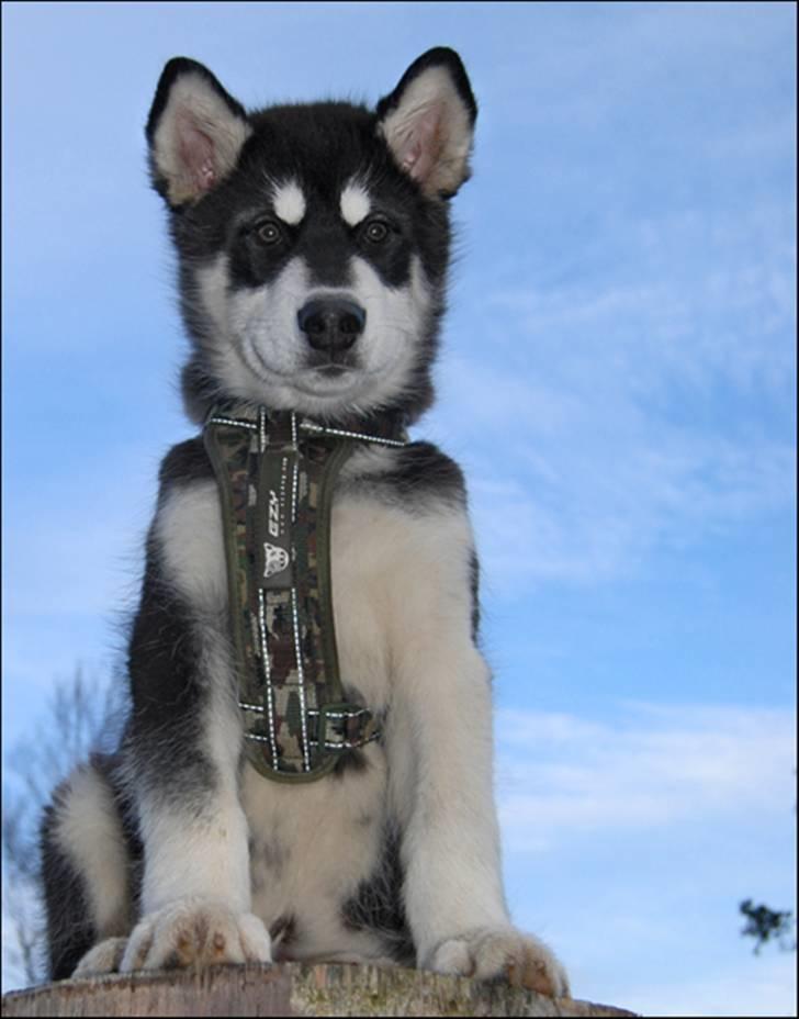 Alaskan malamute Zoro (Himmelhund) billede 15