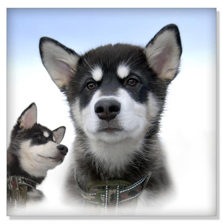 Alaskan malamute Zoro (Himmelhund) billede 16